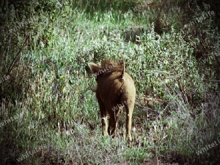 Warzenschwein, in, Tsavo, West, Kenya, Afrika, Schwein