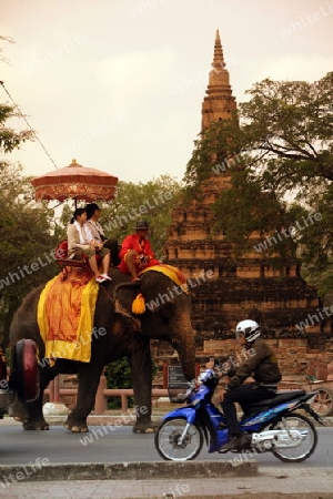 Ein Elephanten Taxi vor einem der vielen Tempel in der Tempelstadt Ayutthaya noerdlich von Bangkok in Thailand. 