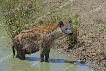 Hy?ne, T?pfelhy?ne (Crocuta crocuta), steht im Wasser , Masai Mara, Kenia