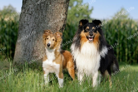 Sheltie-Paar