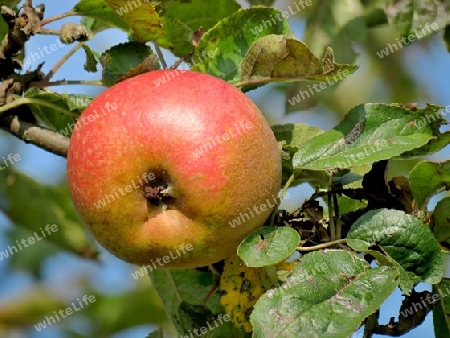 Apfel