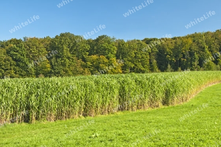 The renewable resource switchgrass for  heating and production of diesel