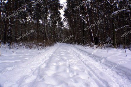 waldweg im winter mit schnee