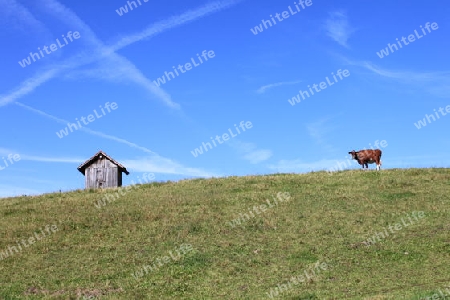 Die Kuh erscheint am Horizont