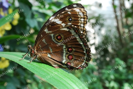 tropischer Schmetterling