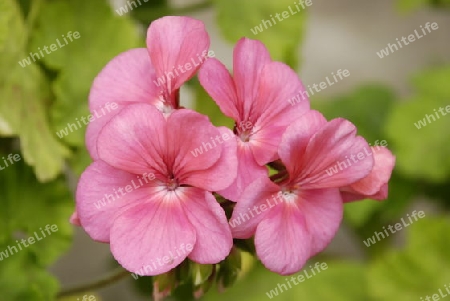 Pink pelargonium