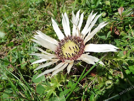 Silberdistel