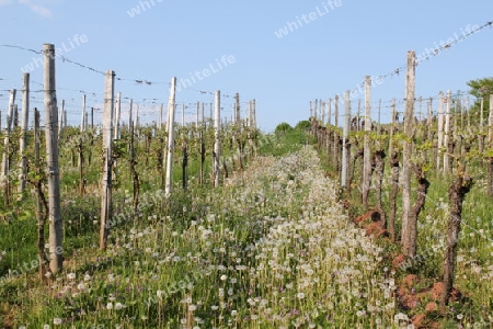 Weinberge