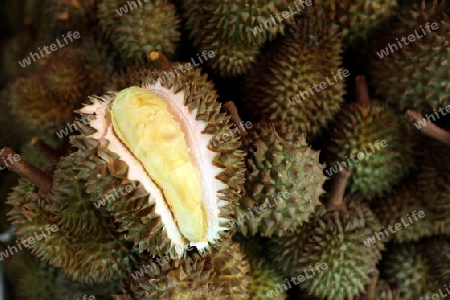 Durian auf dem Talat Warorot Markt in Chiang Mai in der Provinz Chiang Mai im Norden von Thailand in Suedostasien.