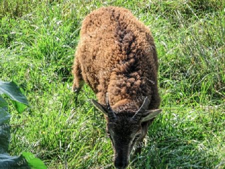 Soay Schaf