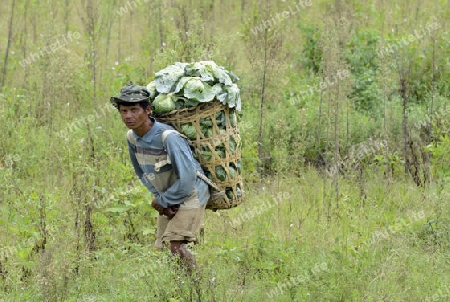 Bauern beladen die Kabisernte an der Bergstrasse vom Dorf Mae Hong Son nach Mae Aw im norden von Thailand in Suedostasien.