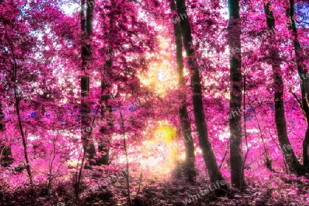 Beautiful pink and purple infrared panorama of a countryside landscape with a blue sky.