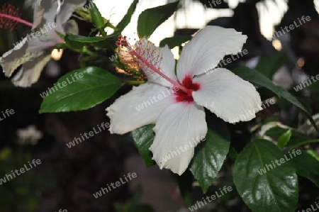 Hibiskus