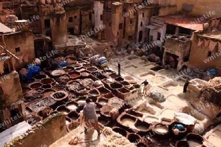 The Leather production in the old City in the historical Town of Fes in Morocco in north Africa.