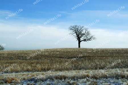 Stoppelfeld mit Baum