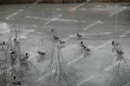 Enten am Teich