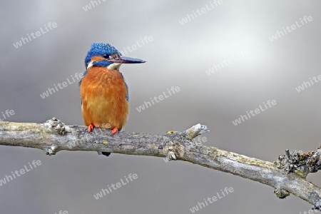 Eisvogel (Alcedo atthis) auf Sitzwarte, Niedersachsen, Deutschland