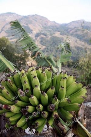 Bananen in der Landschaft beim Bergdorf Maubisse suedlich von Dili in Ost Timor auf der in zwei getrennten Insel Timor in Asien.