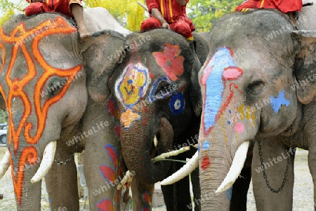 Das Songkran Fest oder Wasserfest zum Thailaendischen Neujahr ist im vollem Gange in Ayutthaya noerdlich von Bangkok in Thailand in Suedostasien.  