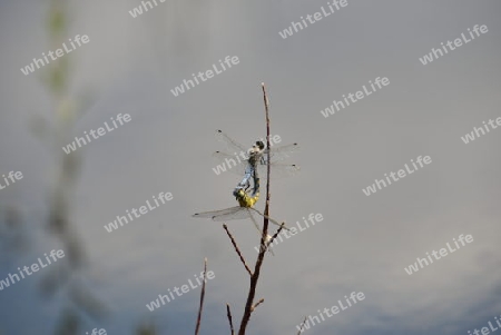 Gro?er Blaupfeil (Orthetrum cancellatum)