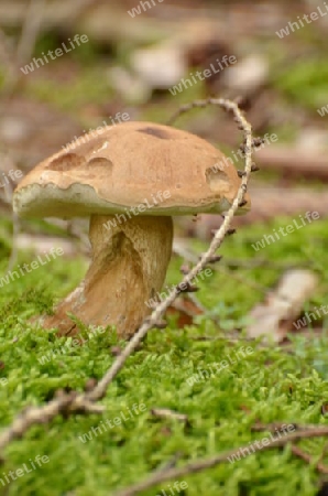 Waldpilz