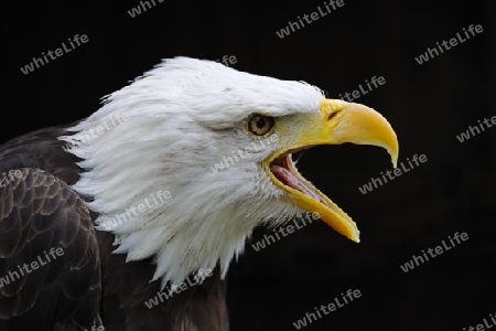 Weisskopfseeadler (Haliaeetus leucocephalus), Portrait