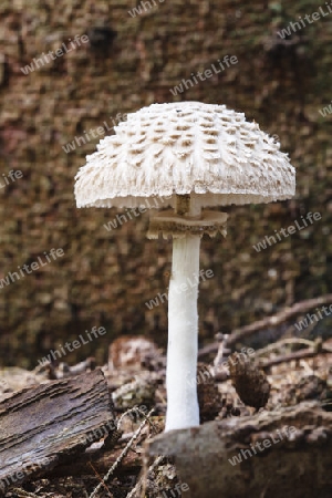 Parasolpilz(Lepiota procera) im herbstlichen Wald