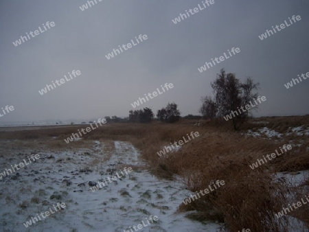 Birken auf dem alten Deich