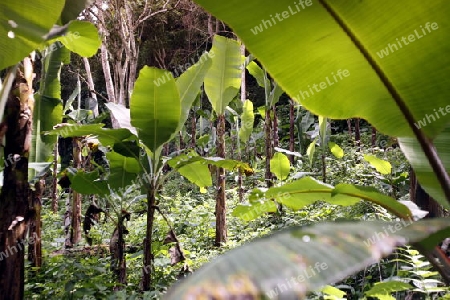 Suedamerika, Karibik, Venezuela, Nord, Choroni, National Park Hanri Pittier, Bananen, Plantage, Landwirtschaft, Regenwald, Nebelwald, Tschungel,  Natur, Landschaft, Tropisch, Tropenwald, Tropen,