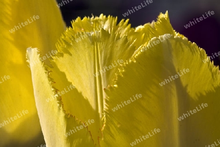 Tulpe