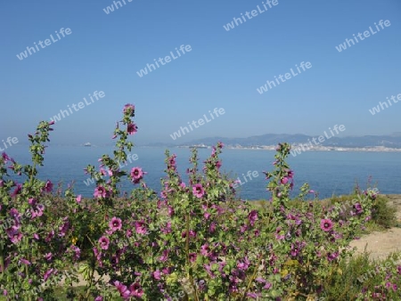 Wildblumen am  Meer