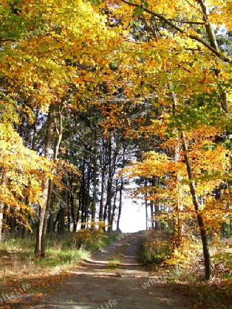 Waldweg im Herbst