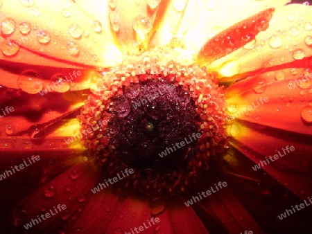 Gerbera mit Wassertropfen