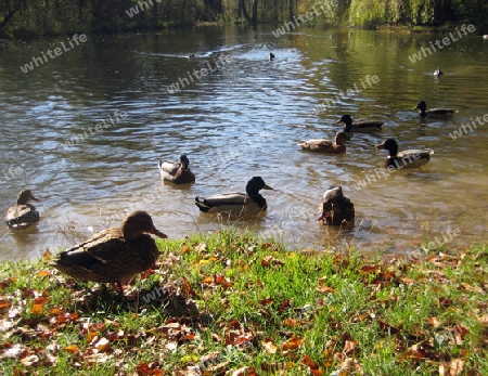 Enten am See