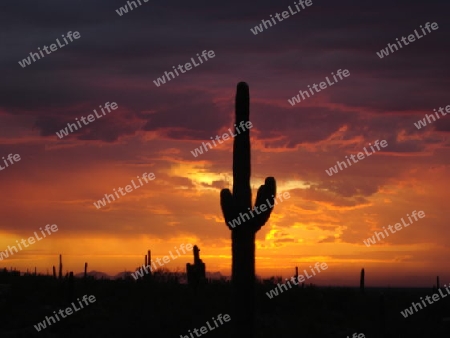 Saguaro NP, Arizona