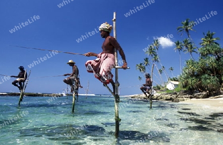 Ein Stelzenfischer am Strand von Weligama im sueden von Sri Lanka in Asien.