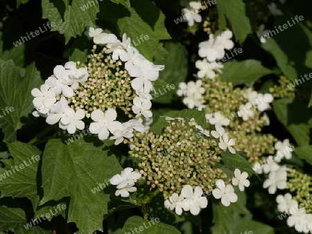 Hortensie