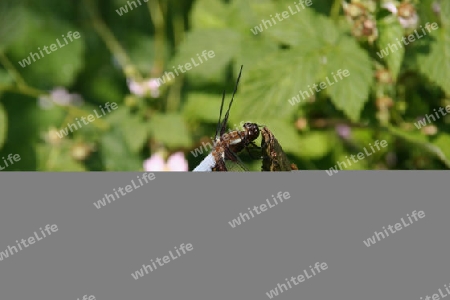 Plattbauchlibelle (Libellula depressa)