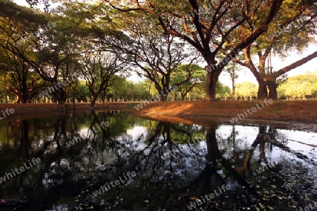 Die Landschaft  im Wat Mahathat Tempel in der Tempelanlage von Alt-Sukhothai in der Provinz Sukhothai im Norden von Thailand in Suedostasien.