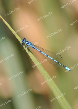 Blue Dragonfly