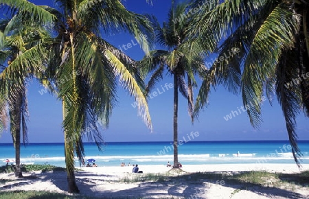 a beach on the coast of Varadero on Cuba in the caribbean sea.