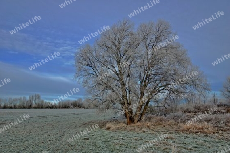 Alter Strauch am Feld