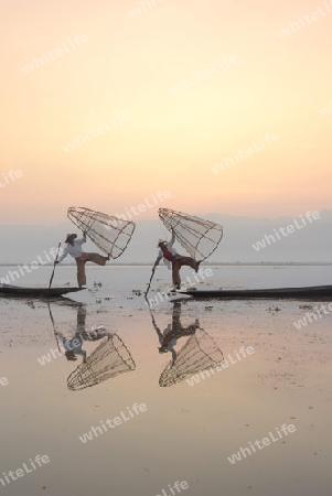 Fishermen at sunrise in the Landscape on the Inle Lake in the Shan State in the east of Myanmar in Southeastasia.