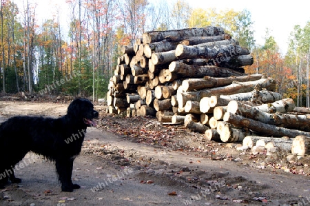 Wood Pile with Dog