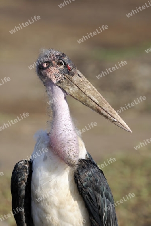 Marabu (Leptoptilos crumeniferus) am fruehen Morgen, Masai Mara, Kenia