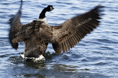 Kanadagans Branta canadensis