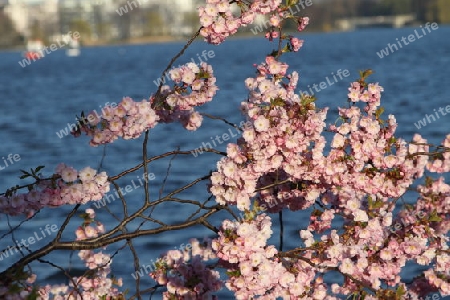 Kirschbl?te an einem Fr?hlingstag an der Alster in Hamburg