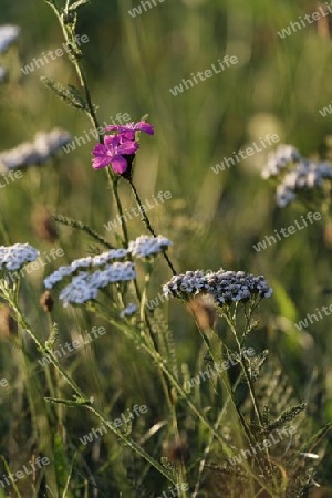 Bluehende Sommerwiese