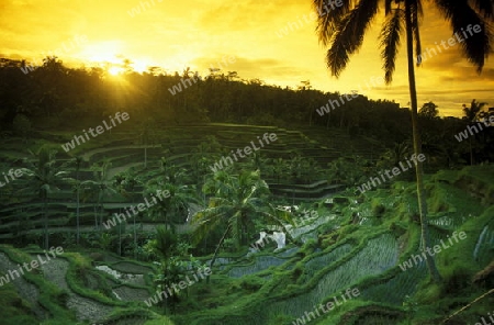 Die Reisfelder in Zentral Bali bei Tegalalang noerdlich von Ubud auf der Insel Bali in Indonesien.