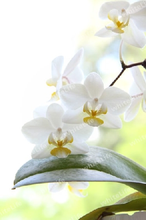 Orchidee